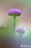 Amethyst Deceiver (Laccaria amethystina)