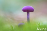 Amethyst Deceiver (Laccaria amethystina)