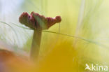 Amethyst Deceiver (Laccaria amethystina)