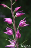 Red Helleborine (Cephalanthera rubra)