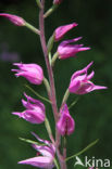 Rood bosvogeltje (Cephalanthera rubra)