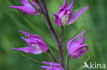Red Helleborine (Cephalanthera rubra)