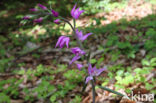 Red Helleborine (Cephalanthera rubra)