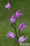 Red Helleborine (Cephalanthera rubra)