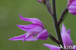 Red Helleborine (Cephalanthera rubra)