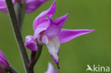 Red Helleborine (Cephalanthera rubra)