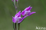 Red Helleborine (Cephalanthera rubra)