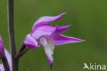 Red Helleborine (Cephalanthera rubra)