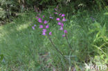 Red Helleborine (Cephalanthera rubra)