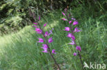 Red Helleborine (Cephalanthera rubra)