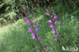 Rood bosvogeltje (Cephalanthera rubra)