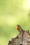 European Robin (Erithacus rubecula)