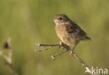 Stonechat (Saxicola rubicola)