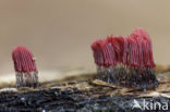 Roodbruin netpluimpje (Stemonitis axifera)