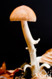 Roodbruine slanke amaniet (Amanita fulva)