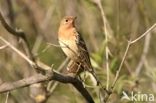 Red-throated Pipit (Anthus cervinus)