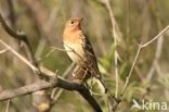 Roodkeelpieper (Anthus cervinus)