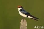 Wire-tailed Swallow (Hirundo smithii)