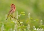 Common Rosefinch (Carpodacus erythrinus)