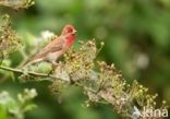 Roodmus (Carpodacus erythrinus)