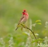 Common Rosefinch (Carpodacus erythrinus)