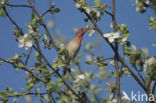 Common Rosefinch (Carpodacus erythrinus)