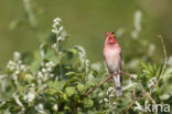 Common Rosefinch (Carpodacus erythrinus)