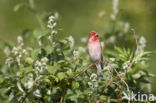 Common Rosefinch (Carpodacus erythrinus)