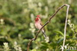 Common Rosefinch (Carpodacus erythrinus)