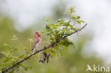 Common Rosefinch (Carpodacus erythrinus)