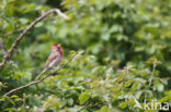 Common Rosefinch (Carpodacus erythrinus)