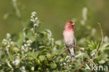 Common Rosefinch (Carpodacus erythrinus)