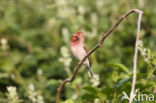 Common Rosefinch (Carpodacus erythrinus)