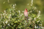 Roodmus (Carpodacus erythrinus)