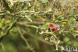 Common Rosefinch (Carpodacus erythrinus)