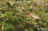 Common Rosefinch (Carpodacus erythrinus)