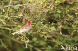Common Rosefinch (Carpodacus erythrinus)