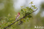 Roodmus (Carpodacus erythrinus)