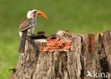 Red-billed Hornbill (Tockus erythrorhynchus)