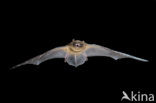 Noctule Bat (Nyctalus noctula)