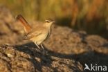 rufous bush robin (Cercotrichas galactotes)