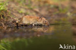 Rosse woelmuis (Clethrionomys glareolus)