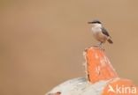 Western Rock-Nuthatch (Sitta neumayer)