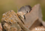 Western Rock-Nuthatch (Sitta neumayer)