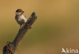 Rouwmees (Parus lugubris)