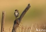 Rouwmees (Parus lugubris)