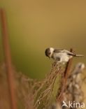 Rouwmees (Parus lugubris)