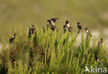 Rosy Starling (Sturnus roseus)