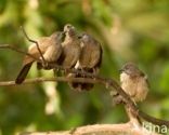 Brown Babbler (Turdoides plebejus)