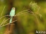 Sahelscharrelaar (Coracias abyssinica)